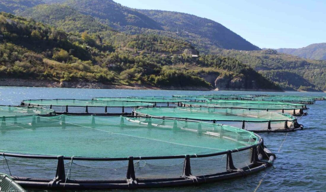 Barajlar şehri olarak bilinen Artvin, son yıllarda kafes balıkçılığıyla da