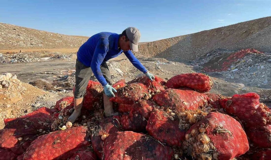Karaman’da çuvallar dolusu tonlarca kuru soğan boş araziye dökülmüş halde