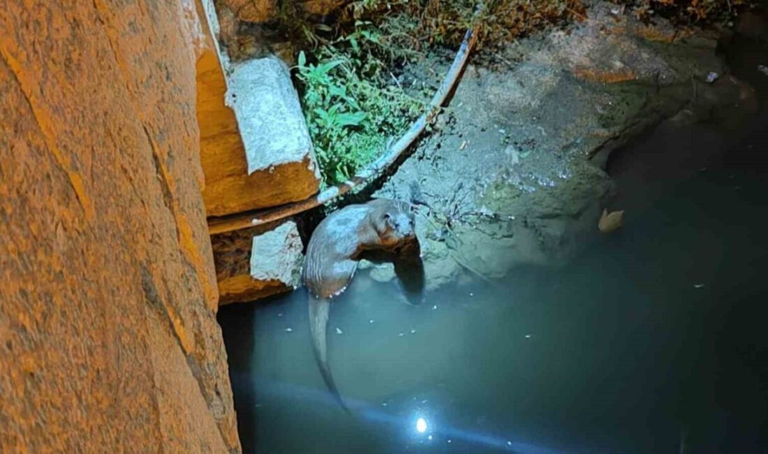 Konya’nın Bozkır ilçesinden geçen Çarşamba Çayında bulunan su samurları yeniden