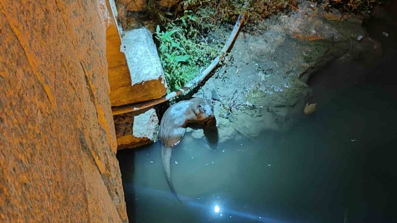 Konya’nın Bozkır ilçesinden geçen Çarşamba Çayında bulunan su samurları yeniden