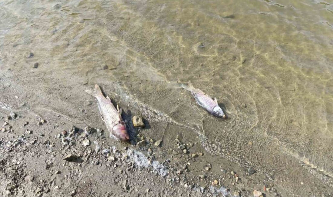 Bursa’nın Yenişehir ilçesine bağlı Burcun köyünde bulunan gölette balık ölümleri