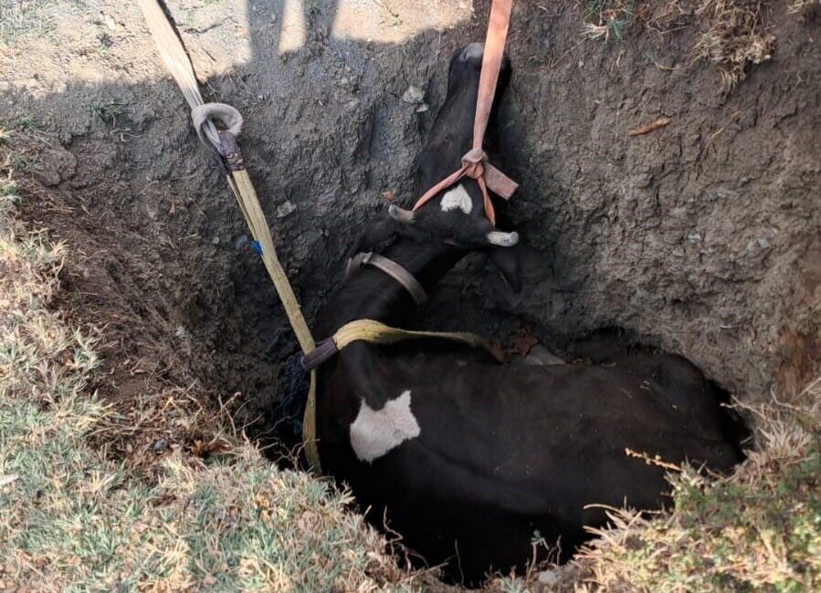 Burdur’un Çavdır ilçesinde kuyuya düşen inek, ekiplerin 2 saatlik çalışmasının
