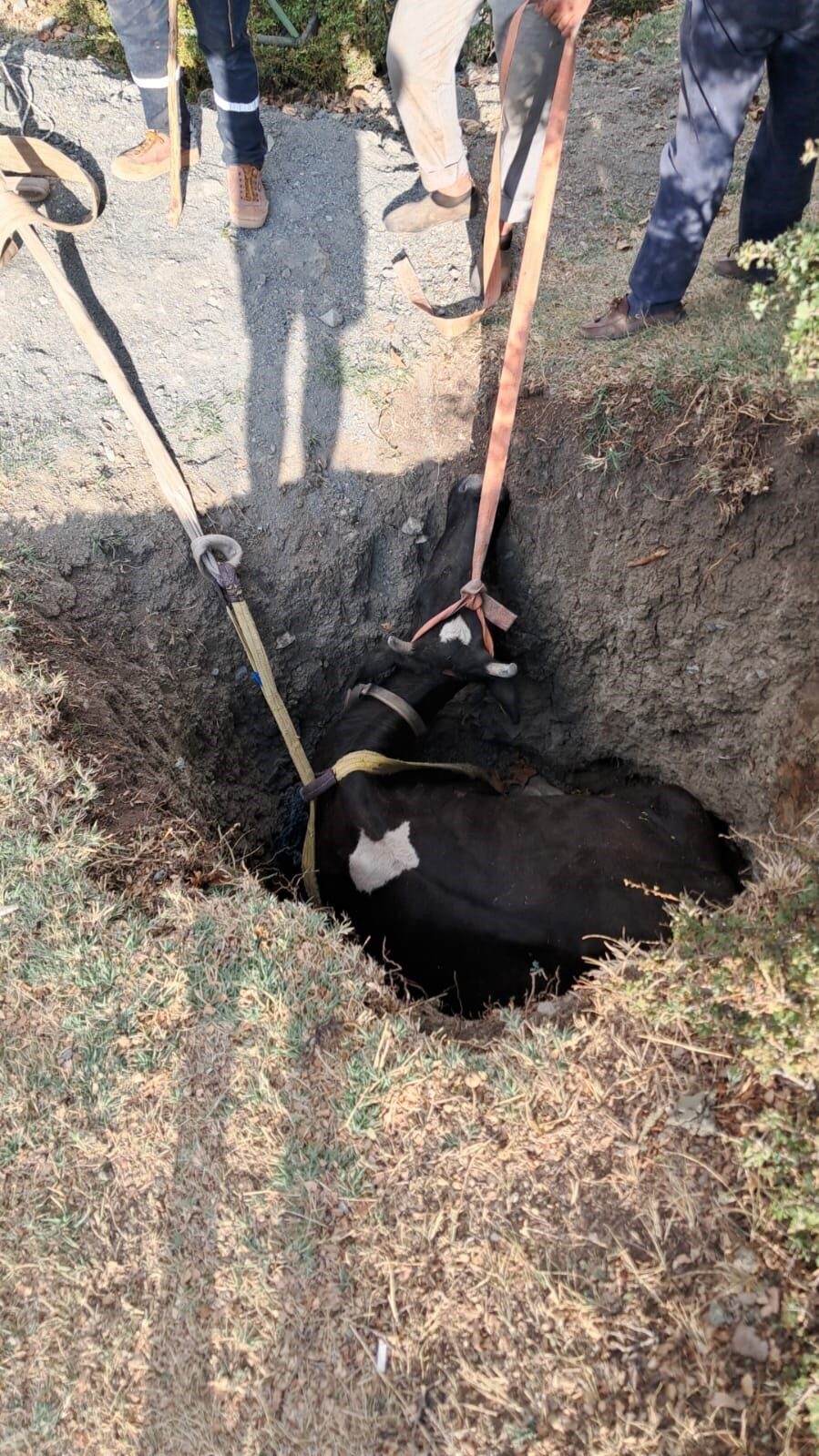Burdur’un Çavdır ilçesinde kuyuya düşen inek, ekiplerin 2 saatlik çalışmasının
