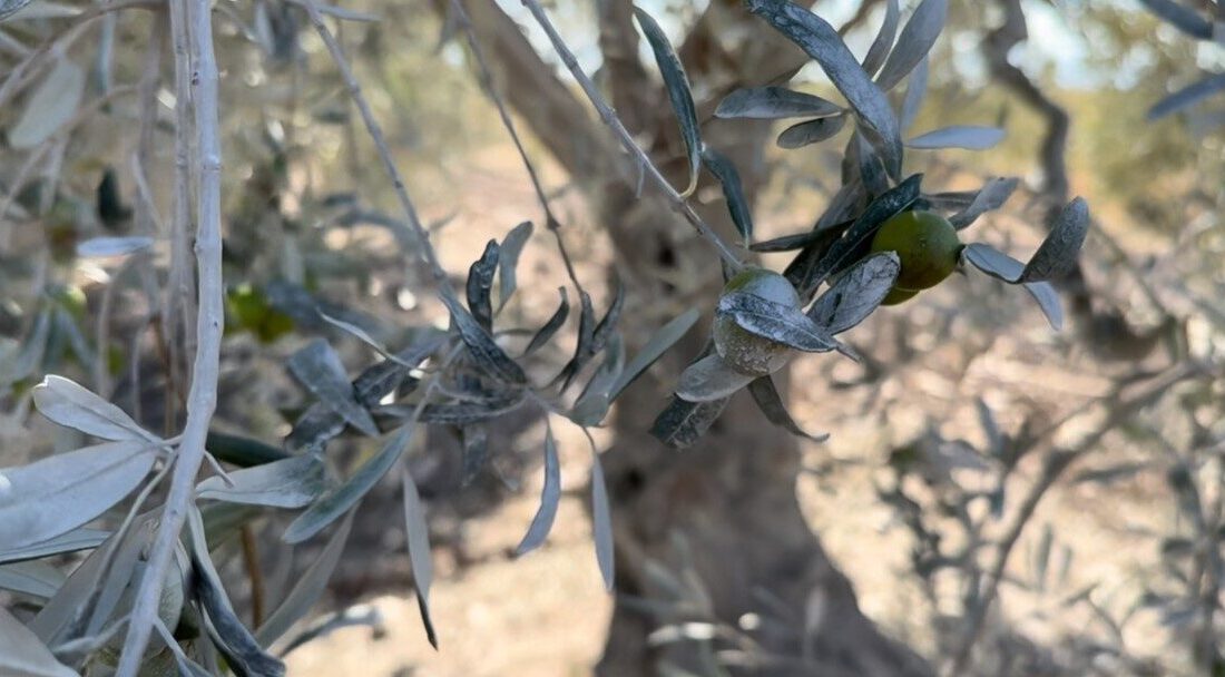 Balıkesir’in Bandırma ilçesine bağlı Yeşilçomlu köyünde yaşayan çiftçiler, Bursa Beton’a