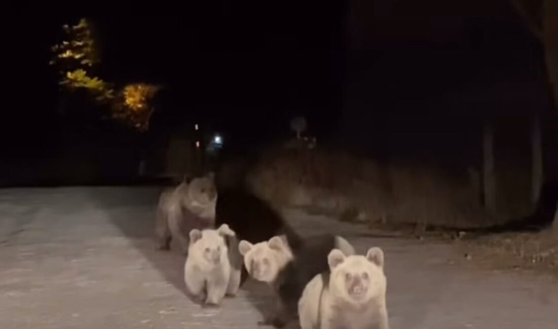 Bursa’nın doğal güzellikleriyle ünlü Uludağ Milli Parkı’nda, bir vatandaş araçla