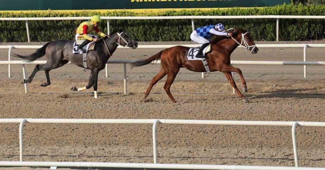 Türkiye Jokey Kulübü (TJK) tarafından Bursa Büyükşehir Belediye Başkanlığı adına