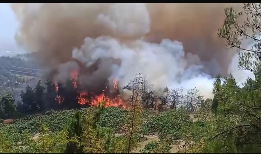 Bursa’nın merkez Osmangazi ilçesi Gündoğdu ilçesinde başlayan orman yangını büyüyor.