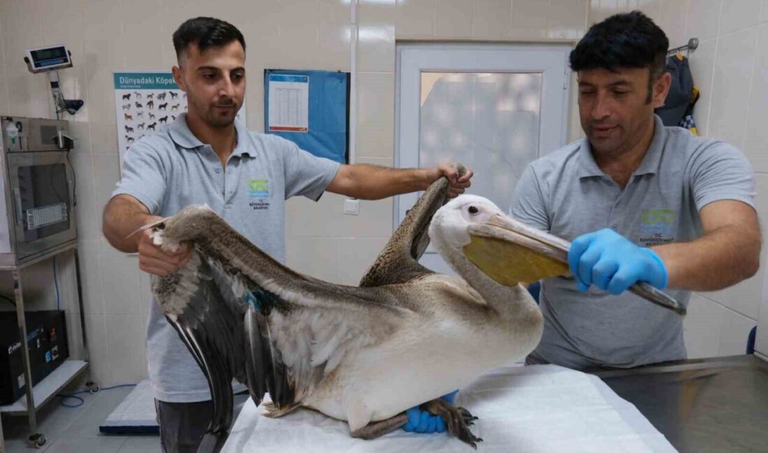 Büyükçekmece’de vatandaşların ihbarı üzerine yaralı halde bulunan Ak Pelikan cinsi