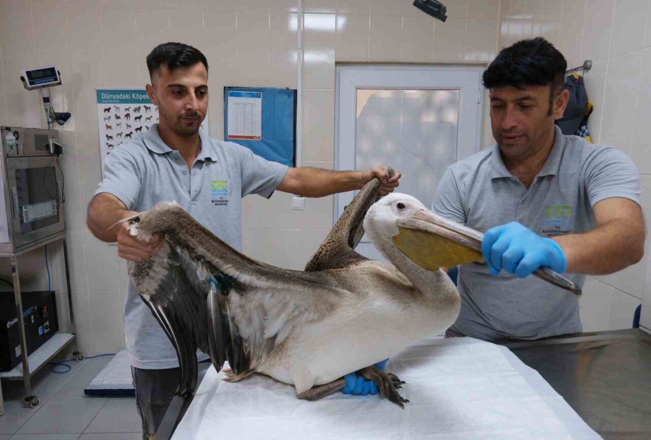 Büyükçekmece’de vatandaşların ihbarı üzerine yaralı halde bulunan Ak Pelikan cinsi