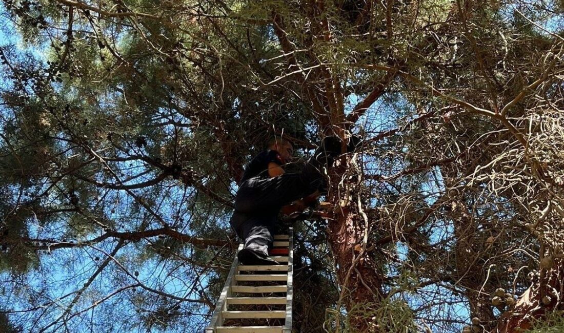 Manisa’nın Salihli ilçesinde çam ağacına tırmanıp mahsur kalan kedi, itfaiye