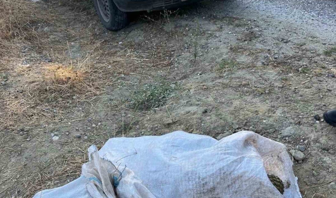 Manisa’nın Gördes ilçesinde 95 kilogram çam fıstığı çalan iki hırsız