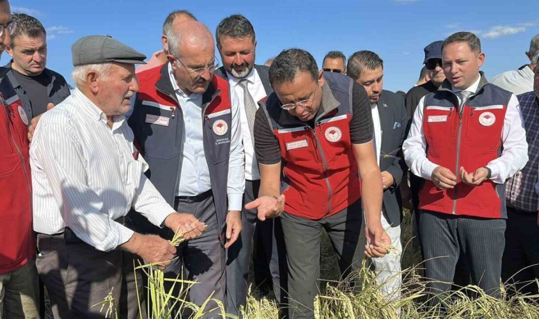 Çanakkale’nin Biga ilçesinde ‘Damla Sulama Yöntemi ile Çeltik Üretiminin Geliştirilmesi