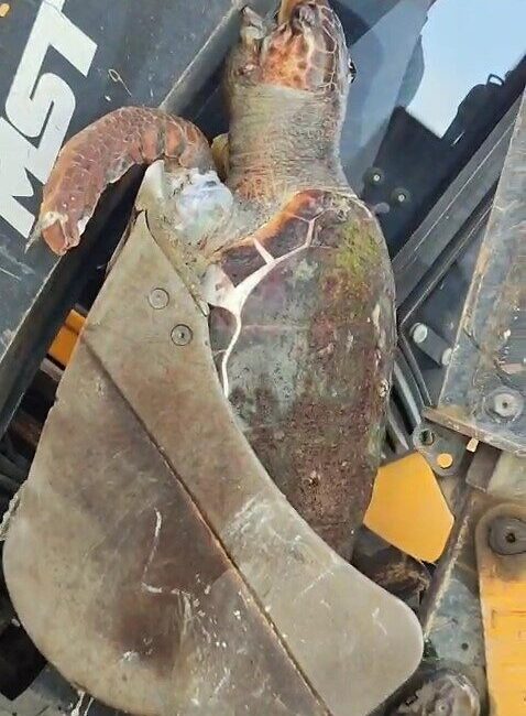 Çanakkale’nin Lapseki ilçesi sahilinde caretta caretta türü deniz kaplumbağası, ölü