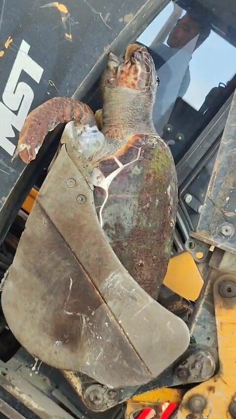 Çanakkale’nin Lapseki ilçesi sahilinde caretta caretta türü deniz kaplumbağası, ölü