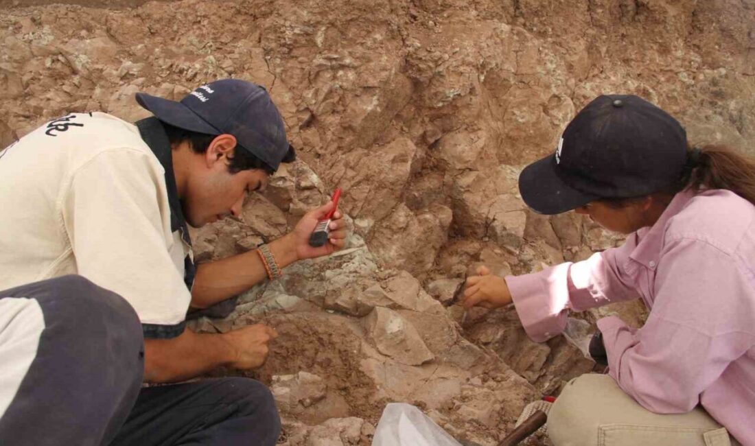 Çankırı’da Çorakyerler Omurgalı Fosil Lokalitesi’ndeki çalışmalarda 9 milyon yıl öncesine