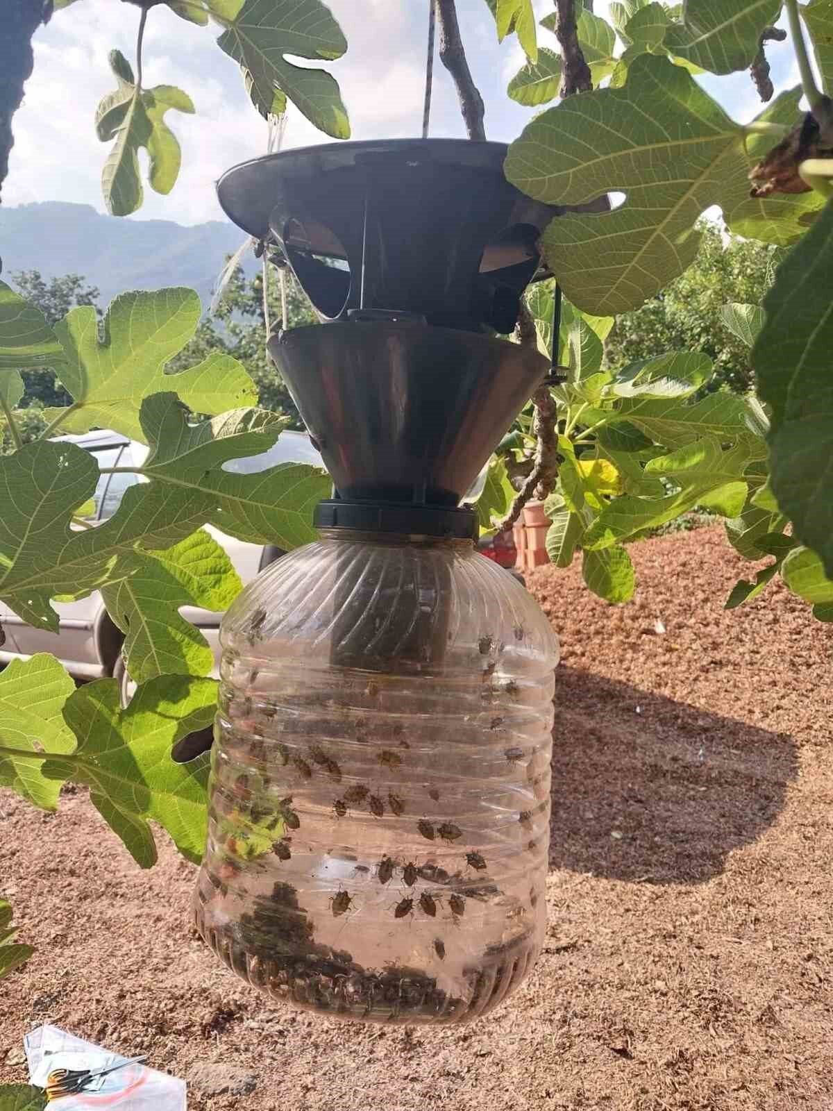 Samsun’un Çarşamba ilçesinde tarım alanlarını tehdit eden kahverengi kokarca zararlısına