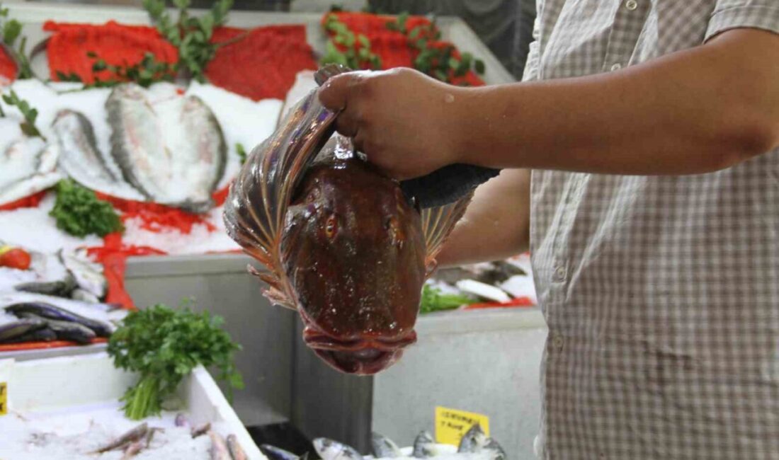 Samsun’un Çarşamba ilçesinde, 1 Eylül itibarıyla denizlerde sona eren av