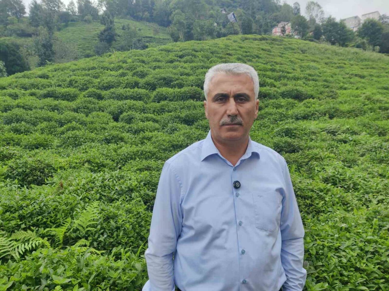 RİZE (İHA) – Üreticilerin üçüncü sürgünde ÇAYKUR kotalarını tamamen doldurması