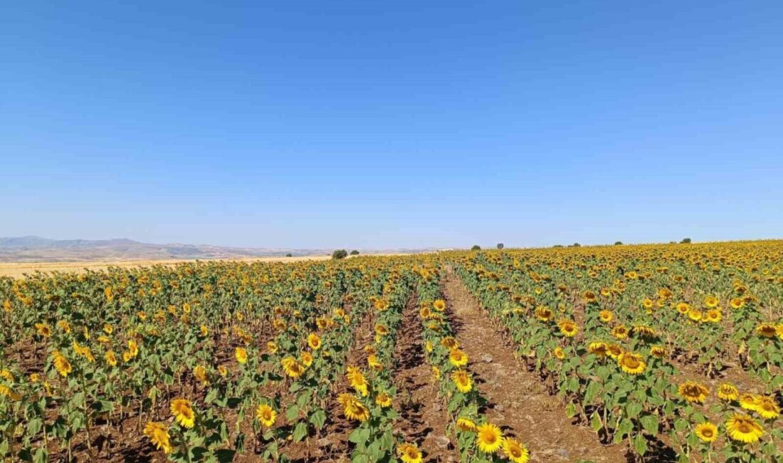 Tunceli’nin Çemişgezek ilçesine bağlı Bağsuyu köyünde çiftçi Serhat Özcan, ilçede
