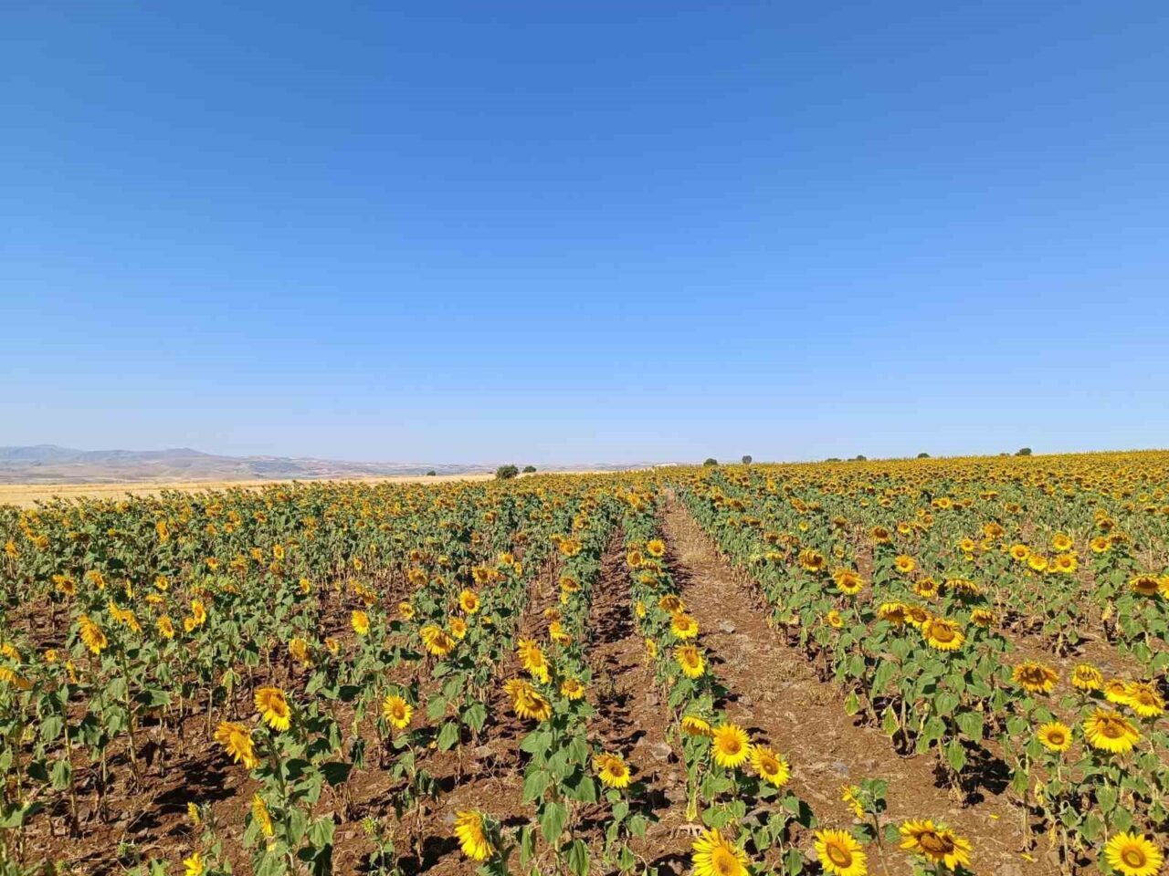 Tunceli’nin Çemişgezek ilçesine bağlı Bağsuyu köyünde çiftçi Serhat Özcan, ilçede