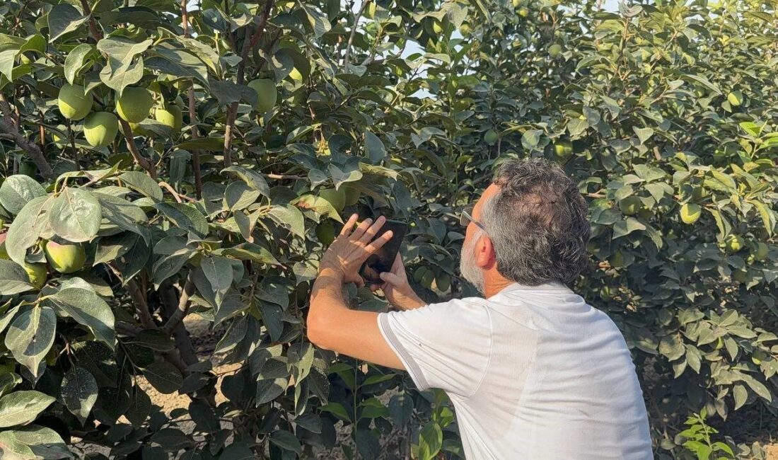 Türkiye’de cennet hurmasının önemli üretim merkezlerinden Adana’da ziraat mühendisleri, üreticileri