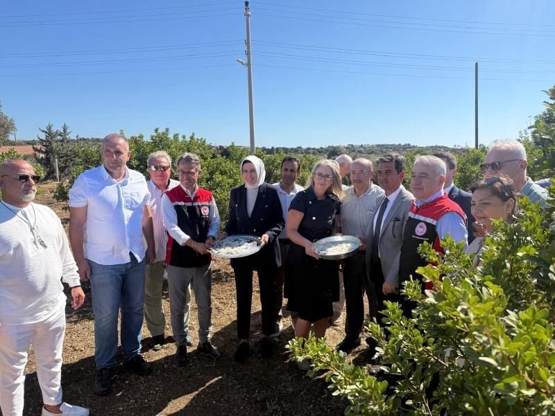 İzmir’in Çeşme ilçesinin coğrafi işaretli damla sakızı ve zeytin hasadı