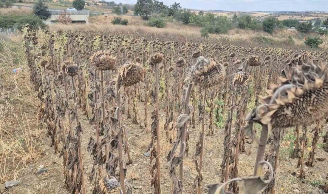 Tekirdağ’ın Süleymanpaşa ilçesinde çiftçiler, kuraklık ve artan girdi maliyetleri nedeniyle