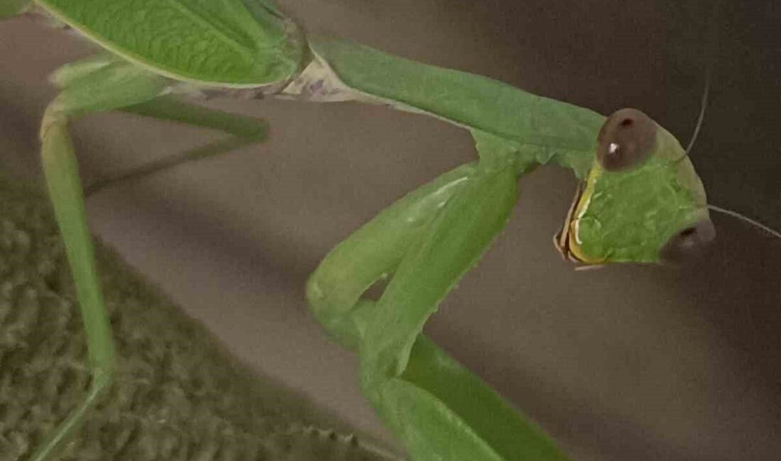 Sıcak ve ılıman ülkelerde yaşayan, genellikle yeşil renkte ve ortalama