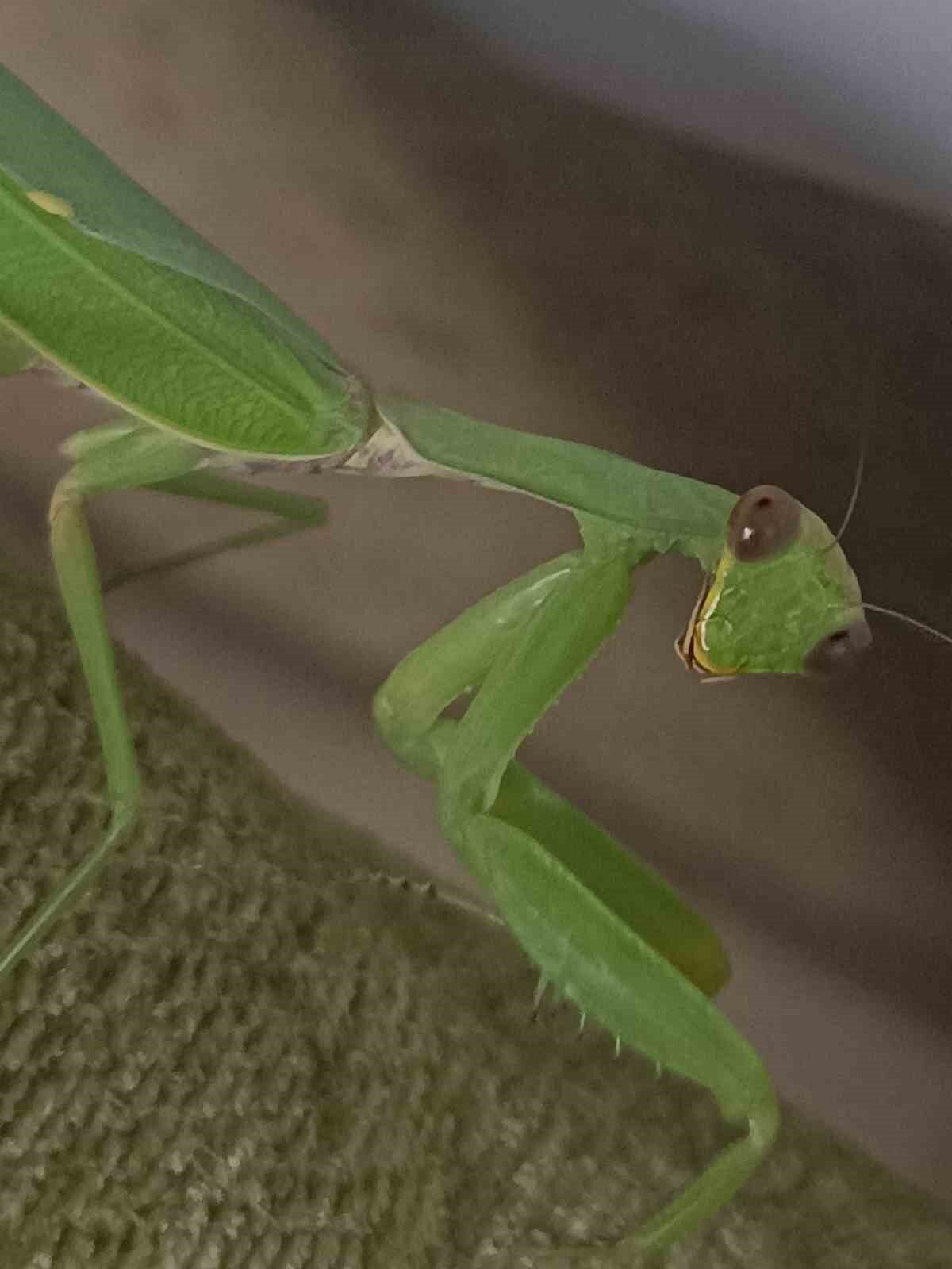 Sıcak ve ılıman ülkelerde yaşayan, genellikle yeşil renkte ve ortalama