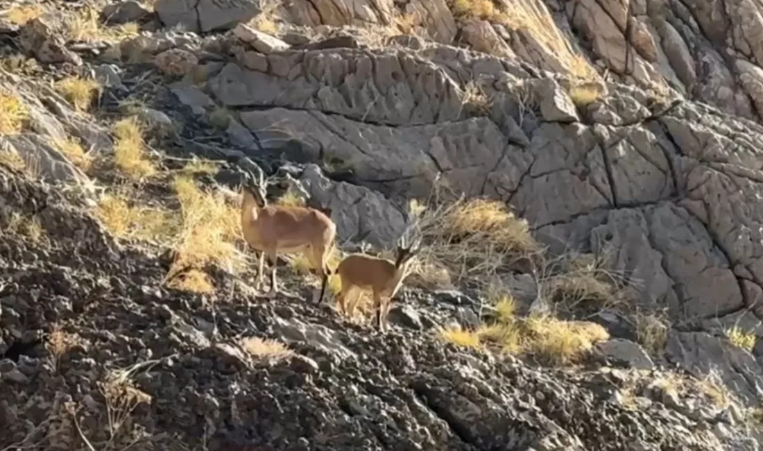 Hakkari’nin Yüksekova ilçesindeki Cilo Dağı’na tırmanan dağcılar dağ keçileri sürpriziyle