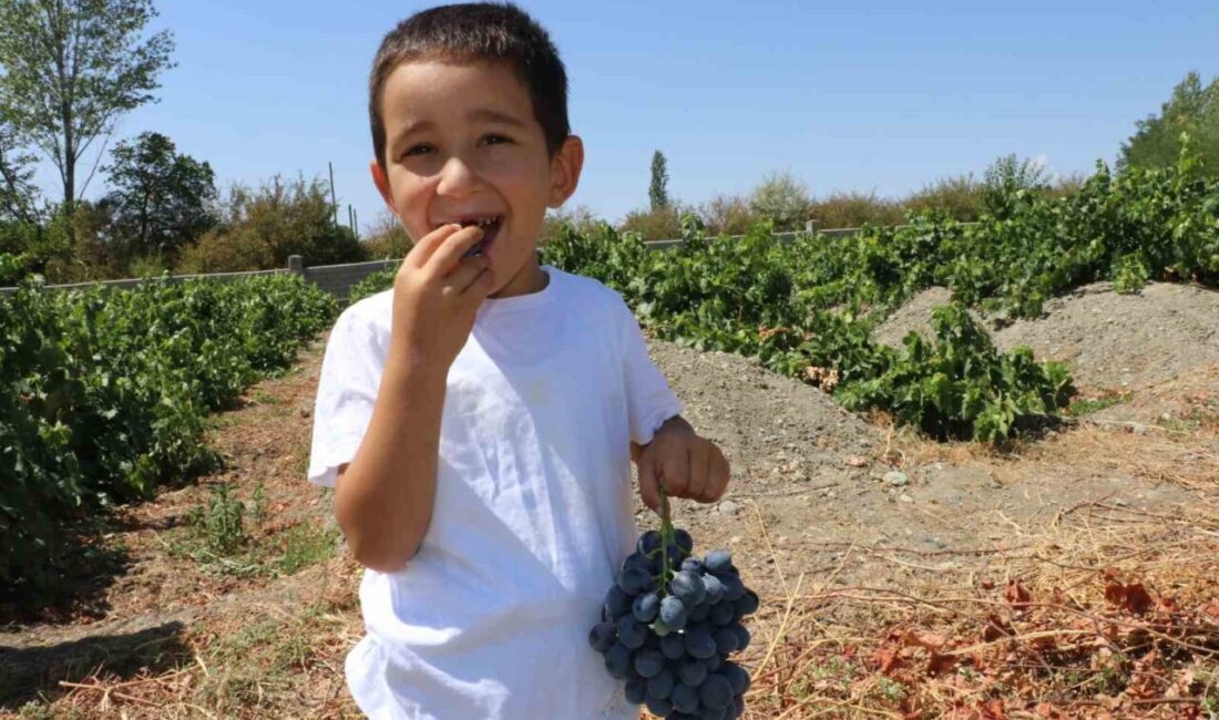 Erzincan’ın eski adıyla Cimin yeni adıyla Üzümlü ilçesinde yetişen ‘Cimin