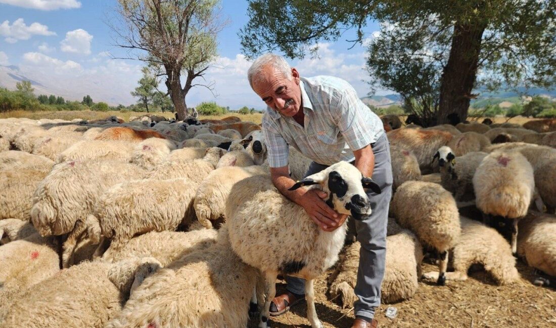 Çoban ücretlerindeki fahiş artış üreticiyi zor durumda bıraktı. Tunceli’de küçükbaş
