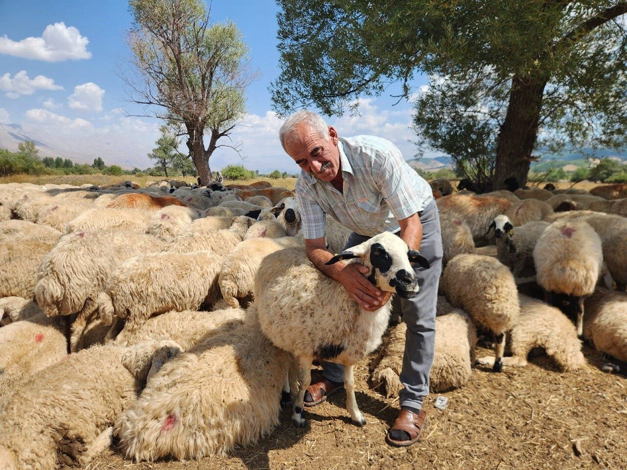 Çoban ücretlerindeki fahiş artış üreticiyi zor durumda bıraktı. Tunceli’de küçükbaş