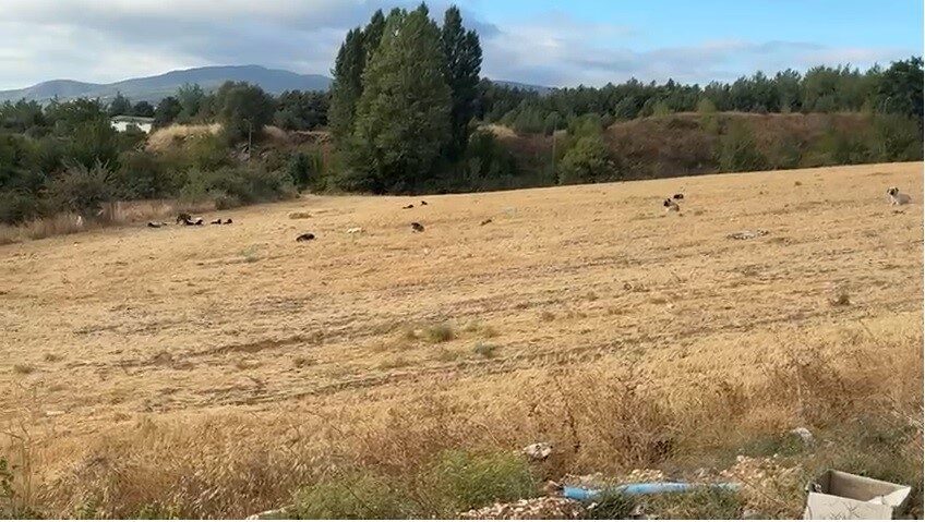Bilecik’te son günlerde artan sokak köpekleri sebebe ile çocuklar okula