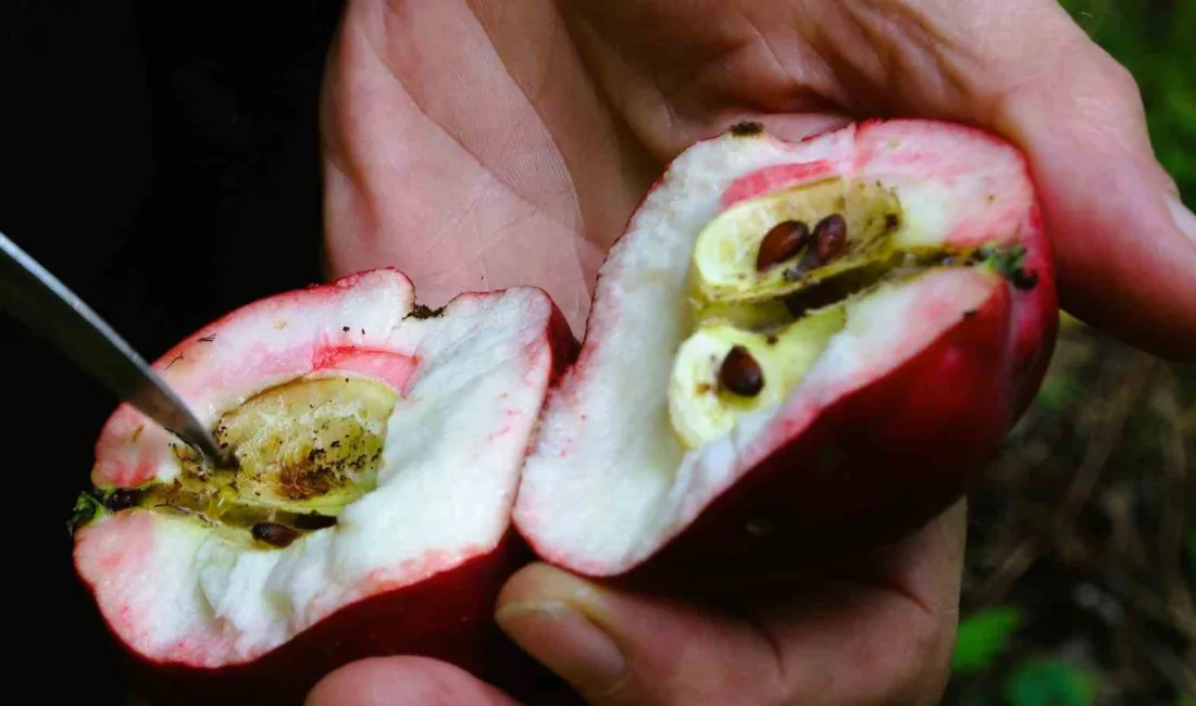 Ardahan’ın Posof ilçesinde yetişen ve içinin de dışı gibi kırmızı