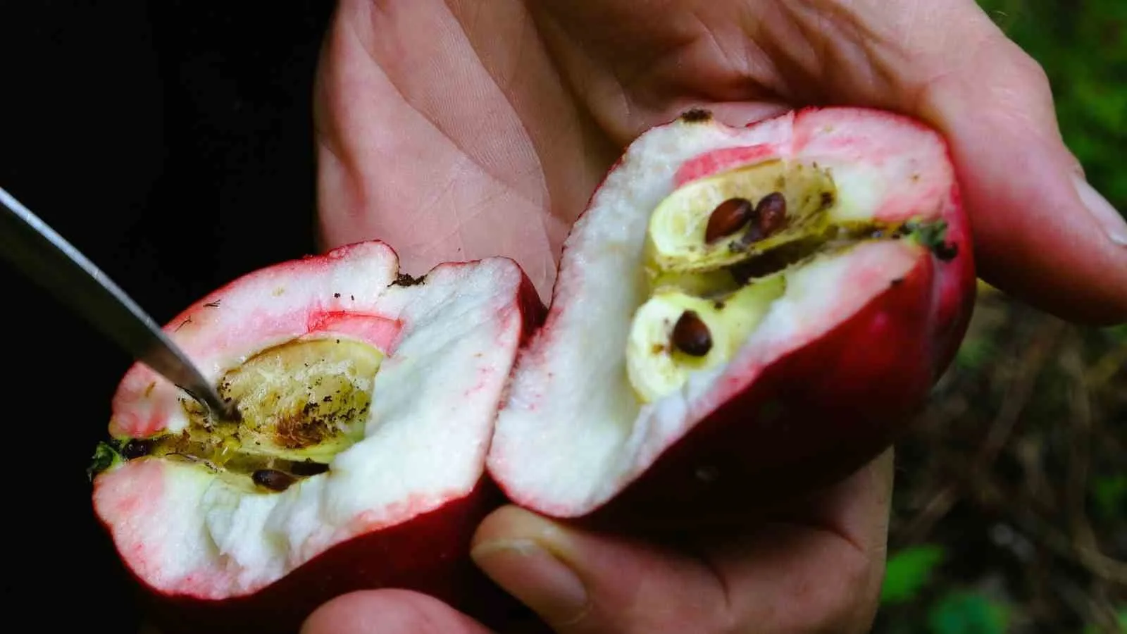 Ardahan’ın Posof ilçesinde yetişen ve içinin de dışı gibi kırmızı