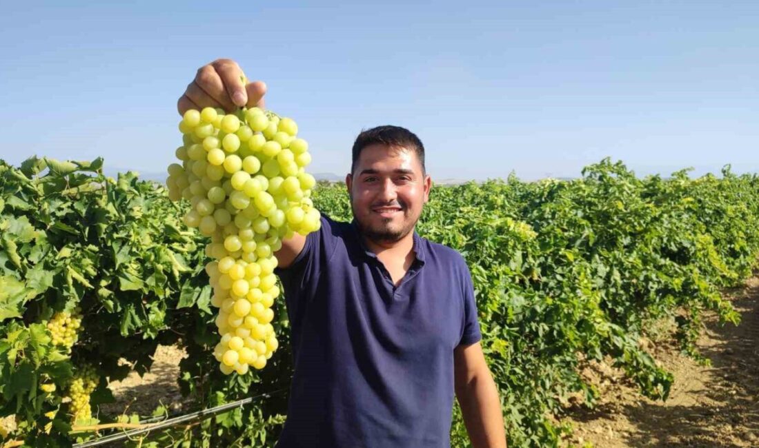 Denizli’nin Çal ilçesine özgü coğrafi işaretli İsabey çekirdeksiz üzümünde hasat