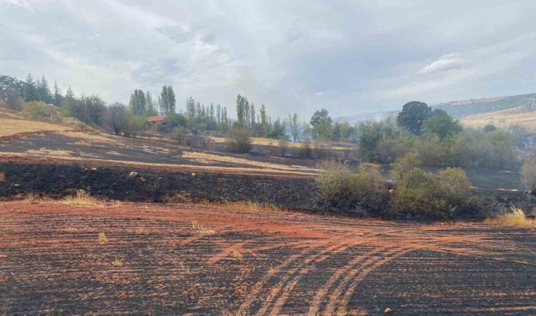 Çorum’un Alaca ilçesinde çıkan yangında 250 dönüm tarla ve 15