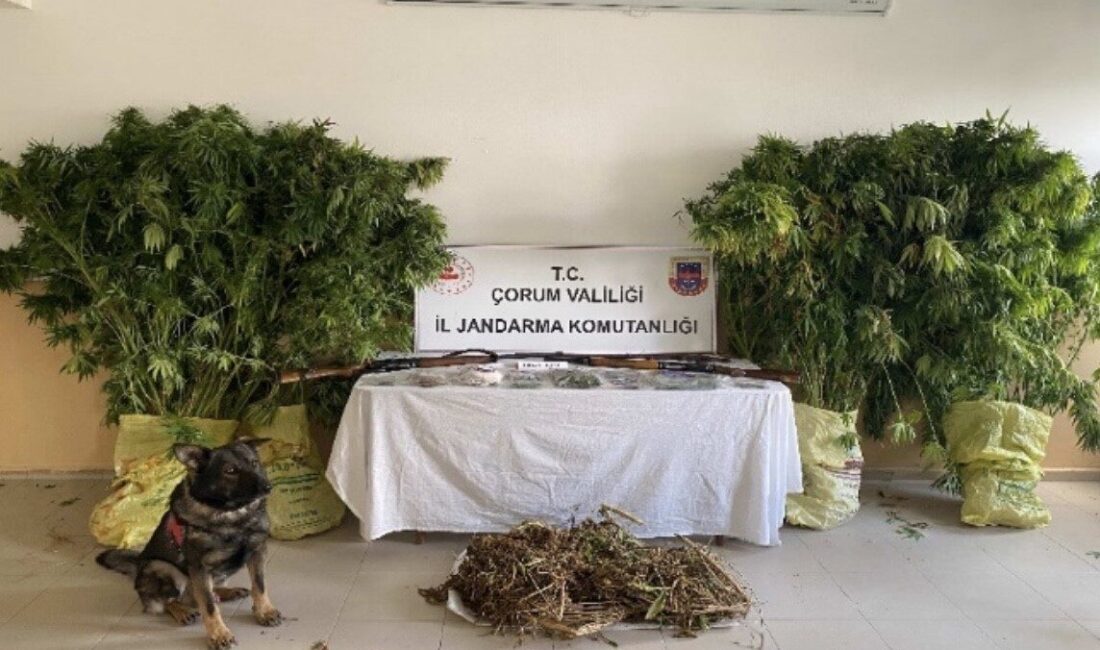 Çorum İl Jandarma Komutanlığı ekiplerinin Alaca ve İskilip ilçelerinde düzenlediği