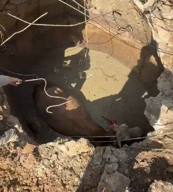 Yozgat’ta çukura düşen ineğin imdadına İl Özel İdare ekipleri yetişti.