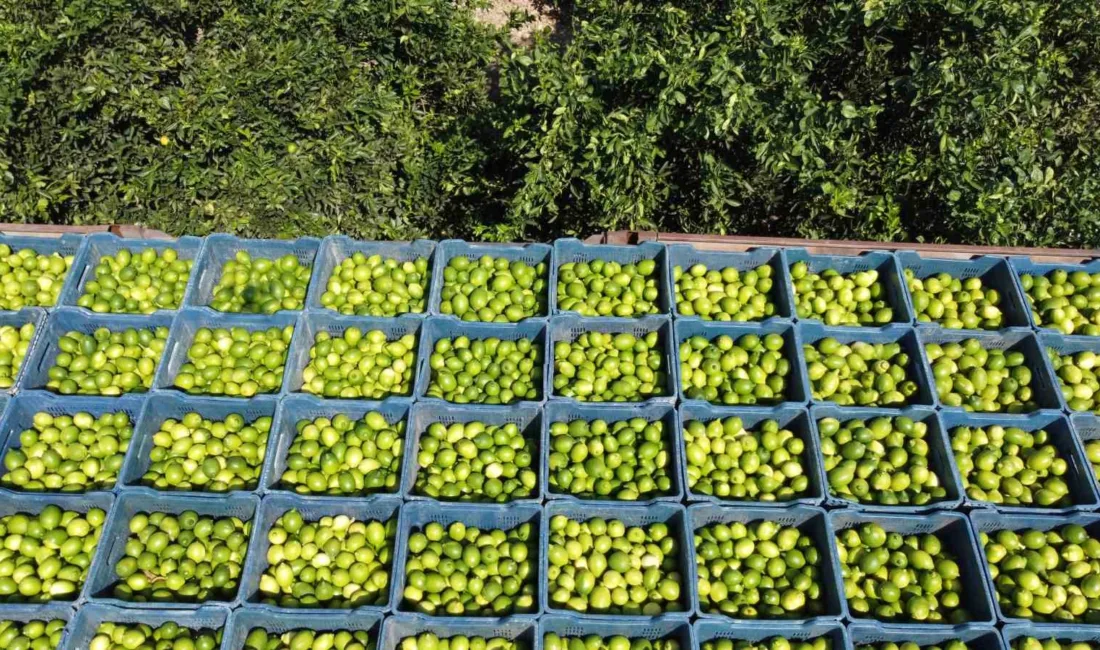 Adana’da limon hasadı başladı, geçen yıl bahçede 1 TL’ye alıcı