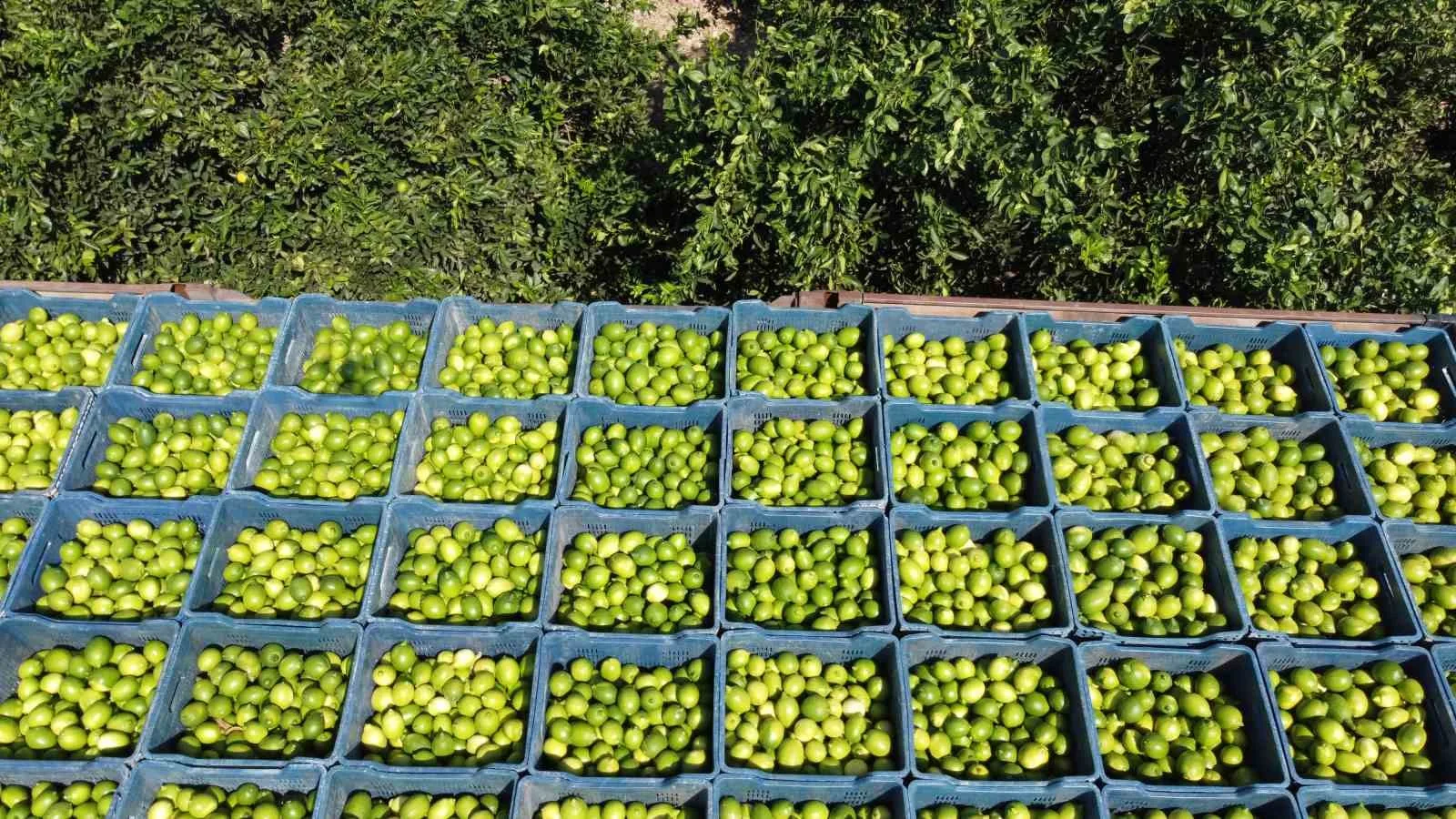 Adana’da limon hasadı başladı, geçen yıl bahçede 1 TL’ye alıcı
