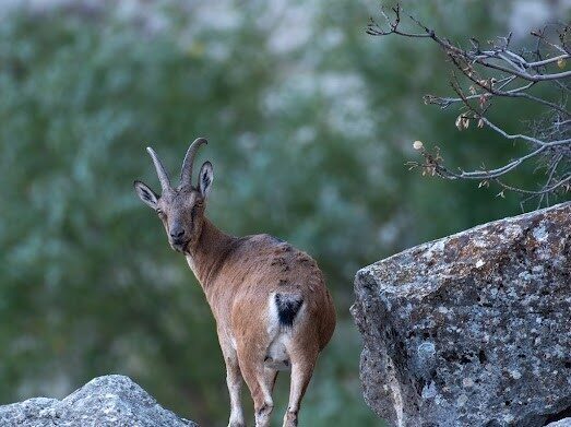 Erzincan’da avlanması yasak ve koruma altında olan dağ keçileri, Munzur