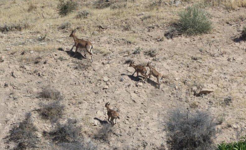 Adıyaman’ın Tut ilçesine bağlı Yalankoz Köyü yakınlarında sürü halinde gezen