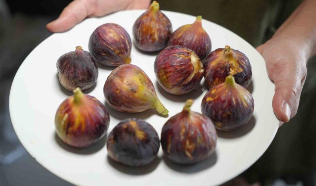 Balıkesir’de faaliyet gösteren AR-GE firması sahibi Faruk Durukan, incirin sağlık