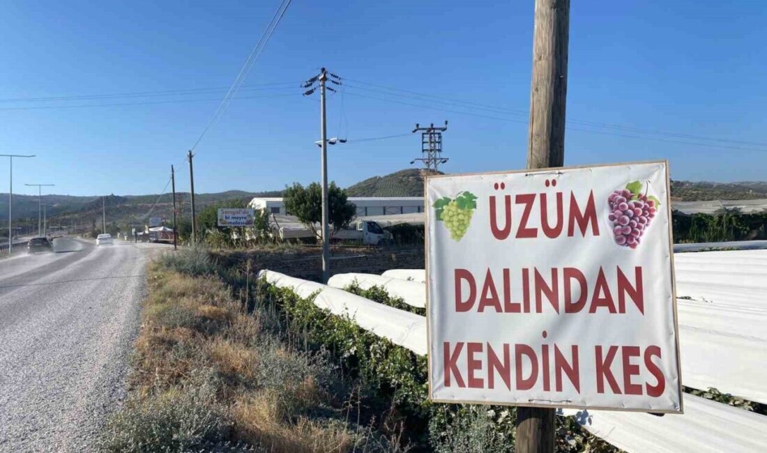 Manisa’nın Sarıgöl ilçesinde genç çiftçi Ahmet Uysal (43), üzüm bağının