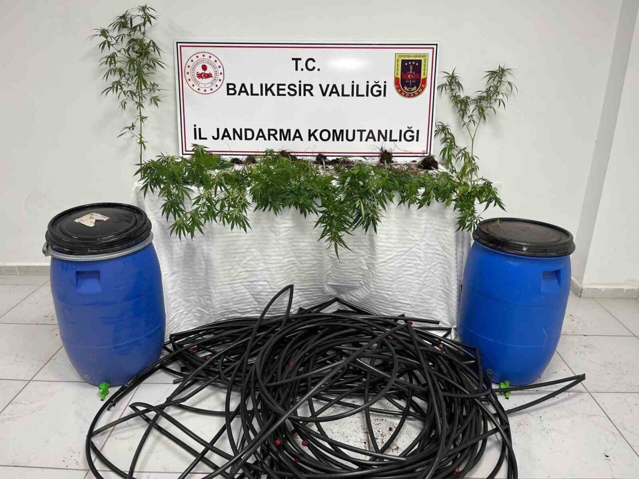 Balıkesir-Erdek Kapıdağ yarımadasında jandarma ekipleri damlama sulama yapılan tarlaya kenevir