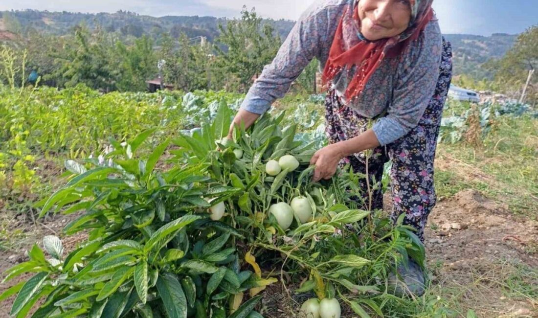 Manisa’nın Demirci ilçesine bağlı Çanakçı Mahallesi’nde yaşayan 66 yaşındaki Halise