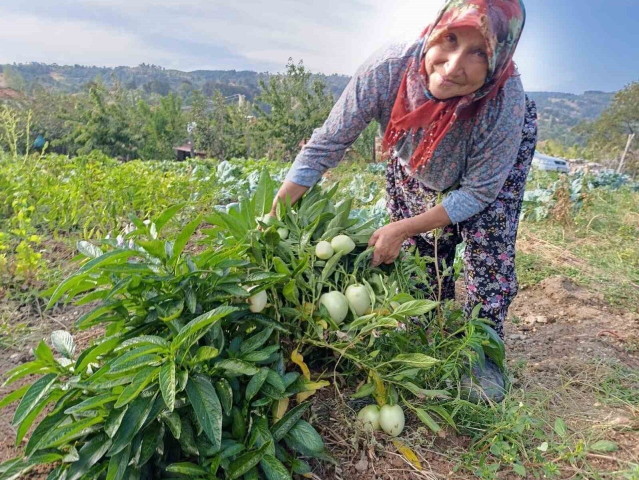 Manisa’nın Demirci ilçesine bağlı Çanakçı Mahallesi’nde yaşayan 66 yaşındaki Halise
