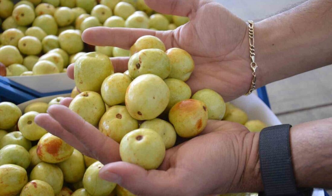 Manisa’nın Demirci ilçesinde taze iri olarak üretimi yapılan hünnap meyvesinde